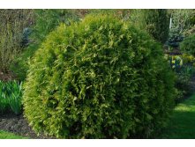 Thuja () occidentalis Globosa - 3,08