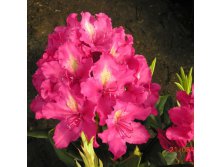 Rhododendron (-) Jan III Sobieski / Amaranth - 12,33