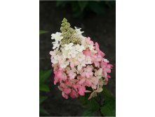 Hydrangea () pan. Magical Vesuvio P17/C2 30-40 CM - 8,1