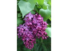 Syringa () vulg. Indiya - 7,8