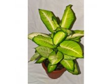    (Dieffenbachia Summer Style) - 300 .