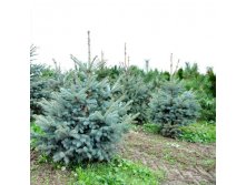 Picea () pungens - 4,48