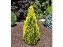 Thuja () occidentalis Jantar - 7