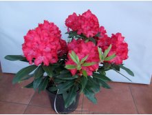 Rhododendron (-) hubr. Wladyslaw Jagietto / Royal Red - 13,15