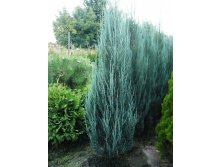 Juniperus (-) scopulorum Blue Arrow - 2,52