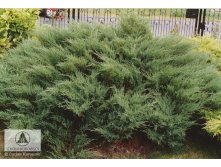 Juniperus (-) sabina Mas - 8,68