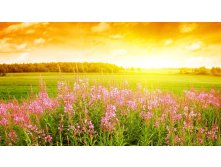 Summer field flowers-1024x576.jpg