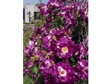 Rosa () Purple Splash C5 - 12,95