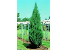 Juniperus (-) scopulorum Skyrocket - 2,52