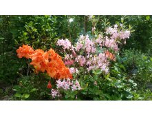 Rhododendron      2016.05.28  11:55:20.