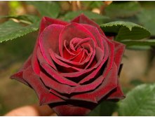 Rosa () Black Baccara C5 - 7,81