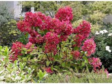 Hydrangea () pan. Wims Red P19/C3 40-50 CM - 7,3