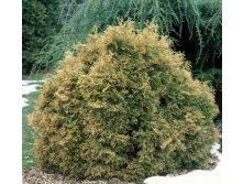 Thuja () occidentalis Ericoides - 4,59