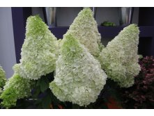 Hydrangea () pan. Polar Bear P17/C2 40-60 CM - 6,4