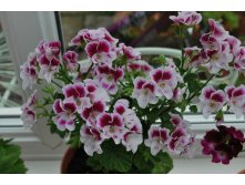 Pelargonium Quantock Angelique, ,  -