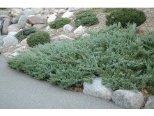 Juniperus (-) horizontalis Hugh - 4,2