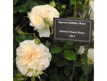 Rosa () Queen Jubille Rose C5.5 - 17,86