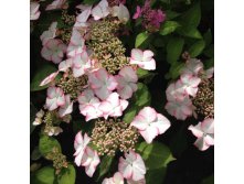 Hydrangea () m. Hovaria Love You Kiss P19/C3 - 15,3