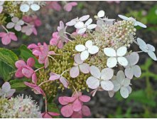 Hydrangea () pan. Big Ben C5 - 4,79