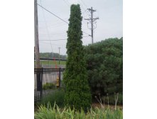 Thuja occidentalis DeGroot`s Spire     1.73 