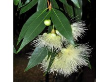   Syzygium rubicundum-   ...