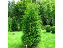  Thuja occ. Brabant - 1,62        4 