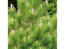 Pinus nigra nigra  ޣ /  1.75 