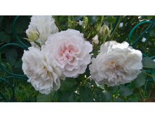 Great North Eastern Rose (5).JPG