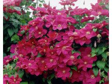 Clematis Rouge Cardinal - 3,37   