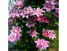 Clematis Dr Ruppel - 3,37   