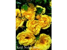 Emil Nolde Rose.jpg