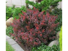  Berberis thunb. Atropurpurea Nana - 1,75   