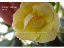 Yellow English Rose