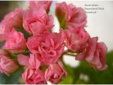 Australian Swanland Pink Rosebud