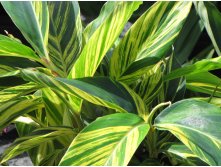  Alpinia 'Variegata' -