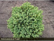 Picea () gl. Blue Planet P10.5 20-25cm 2.82