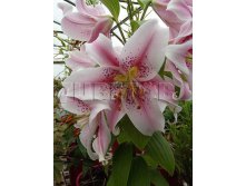 Lilium orientalis Mona Lisa     &#8364; 0,75 54,75..jpg