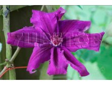 Clematis hybriden Kacper    2 () 2 ltr &#8364; 6,04 453,21..jpg