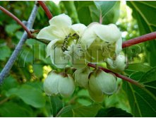 Actinidia arguta Issai    ( ) 2 ltr &#8364; 5,91 443,08..jpg