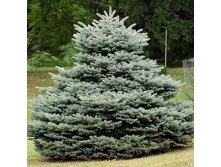 424,6.  Picea pungens Glauca Globosa_C1.5 10-15.jpg