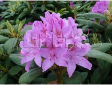 Rhododendron hybrida Roseum Elegans     -30C 90 ltr 90-110 &#8364; 583,69 43 776,82..jpg