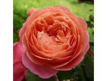 Rosa tea hybrid Mary Ann.jpg