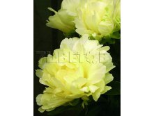 Paeonia lactiflora Goldmine    &#8364; 16,84 1 229,32..jpg