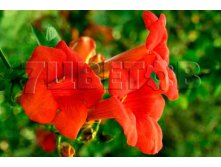 Campsis radicans Ursynow    2 ltr &#8364; 6,06 454,33..jpg