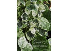 Hydrangea anomala TAKE A CHANCE      2 ltr &#8364; 5,91 443,08..jpg