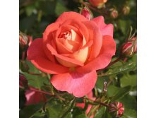 Rosa floribunda Sommersonne.jpg
