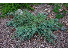 86,7.  Juniperus squamata Blue Carpet_P9 15-20.jpg