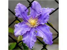 Clematis hybriden Fryderyk Chopin     2 () 2 ltr &#8364; 6,04 453,21..jpg