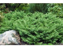 86,7.  Juniperus sabina Rockery Gem_P9 15-20.jpg