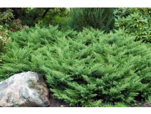 86,7.  Juniperus sabina Rockery Gem.jpg
